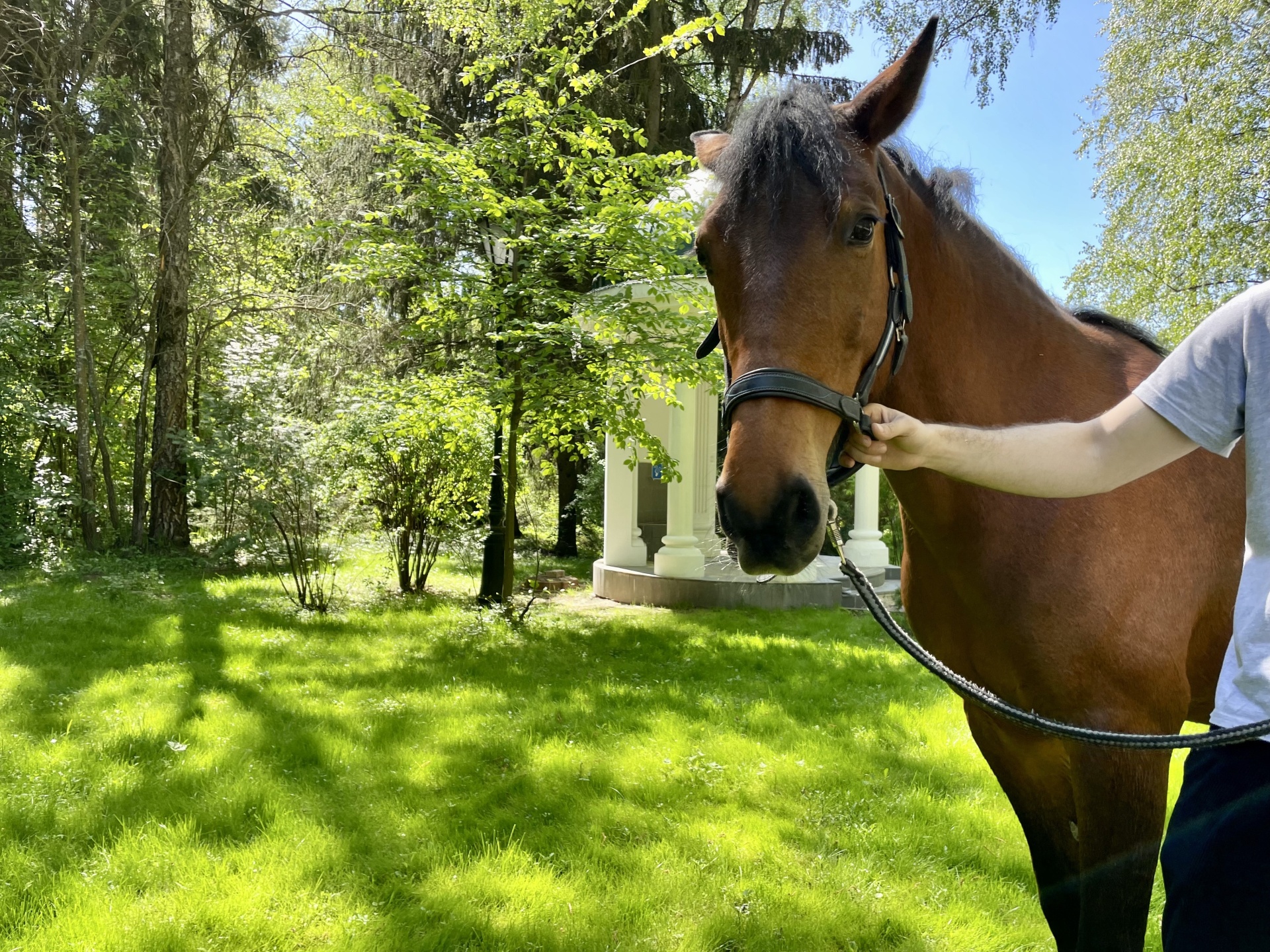Афиша мероприятия Фотосессия с лошадьми в парк-отеле "Империал"